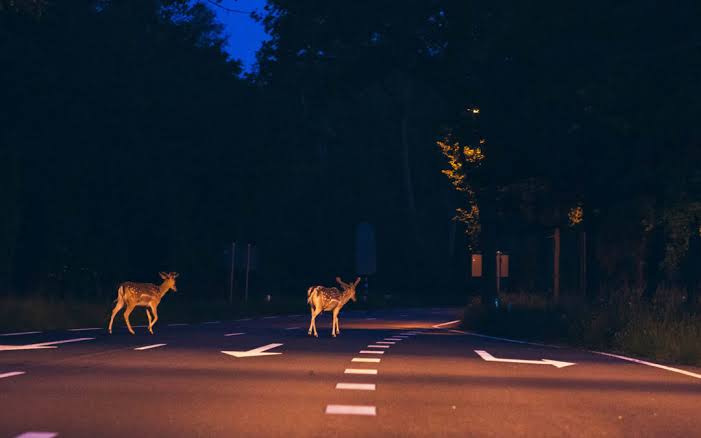 Deer Crossing Risks - Stay Alert During Low Light